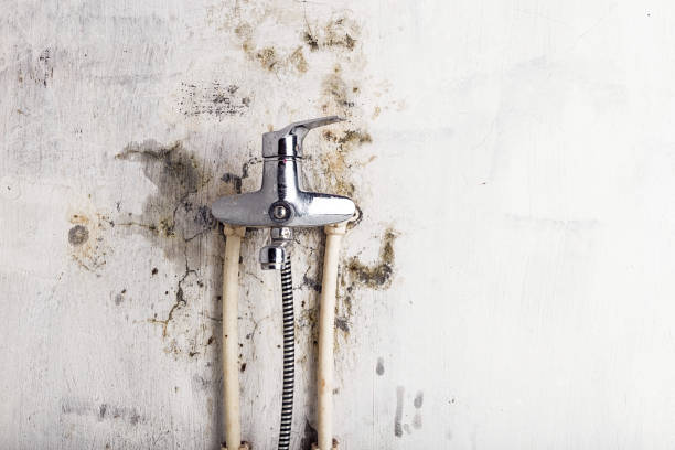 Best Affordable Mold Removal  in Eastover, NC