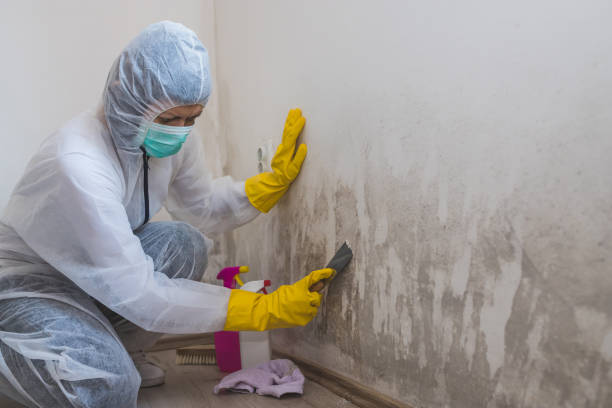 Best Mold Damage Repair  in Eastover, NC