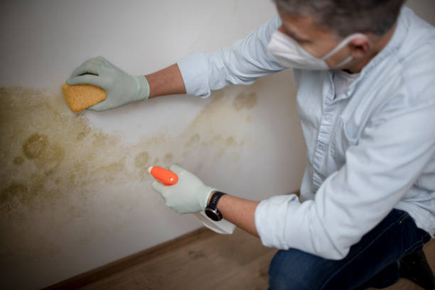 Best Commercial Mold Removal  in Eastover, NC