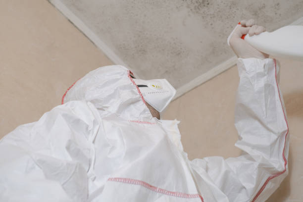 Best Black Mold Removal  in Eastover, NC