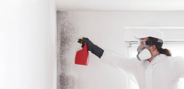 Best Residential Mold Removal  in Eastover, NC