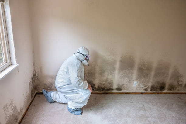 Home Mold Removal in Eastover, NC