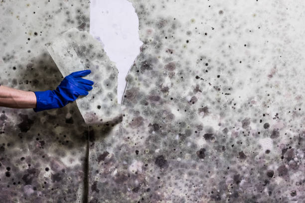 Best Mold Remediation  in Eastover, NC
