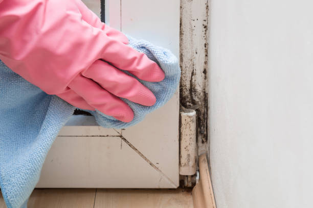 Best Professional Mold Removal  in Eastover, NC