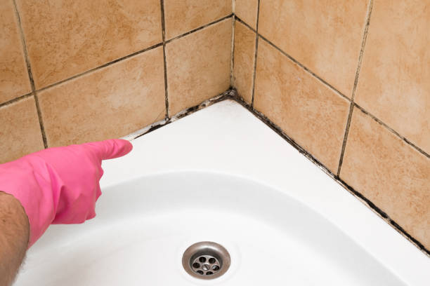 Trusted Eastover, NC Mold Removal Experts
